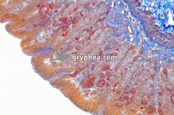 Estomac x100 - gryphea.org